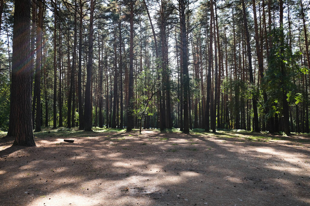 prado en un hermoso bosque de pinos en verano - Foto, imagen