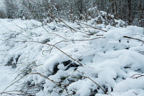 Όμορφο ατμοσφαιρικό χειμερινό τοπίο. Χιονισμένα δέντρα στο δάσος. Χειμερινή φύση. - Φωτογραφία, εικόνα
