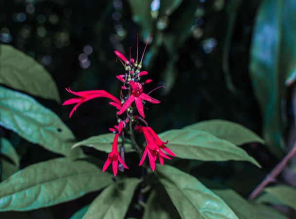 Wild red flower on the forest - Photo, Image