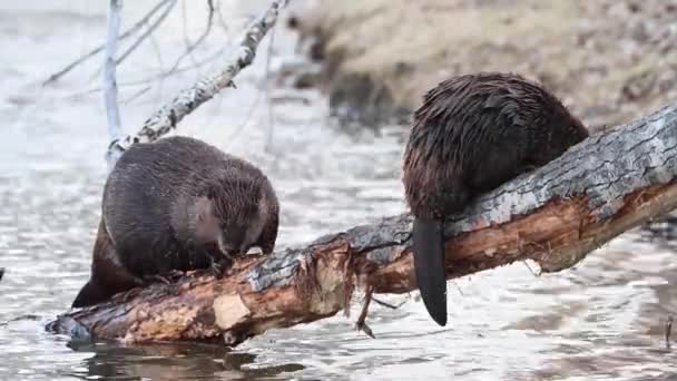 Beaver in the Canadian wilderness - Footage, Video