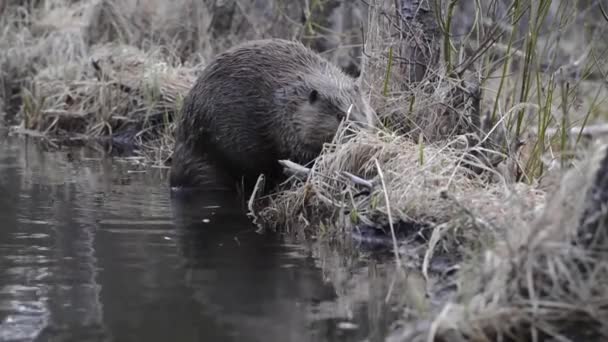 Κάστορας στην καναδική άγρια φύση - Πλάνα, βίντεο