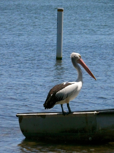 Пеликан на озере Уоллис близ Грин-Пойнт, шт. Нью-Йорк - Фото, изображение