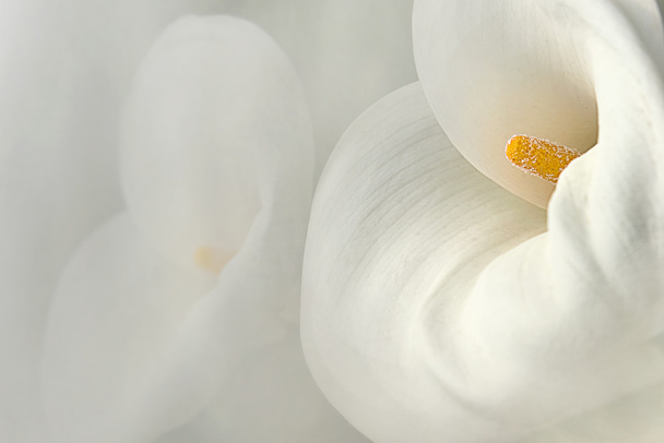 çapraz parmak calla lily siyah arka plan - Fotoğraf, Görsel