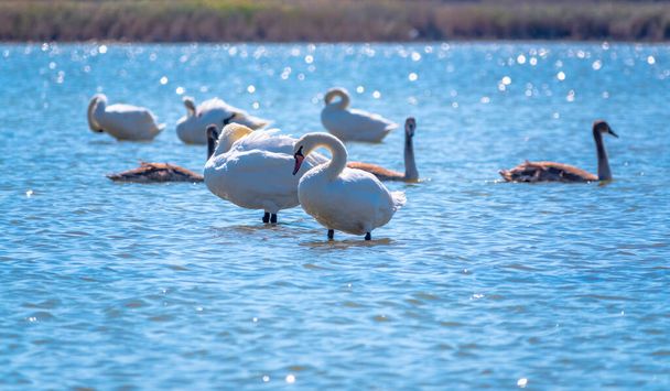 A white mute swans with orange and black beak and young brown coloured offspring with pink beak swimming in a lake with blue water on a winter sunny day. The mute swan, latin name Cygnus olor. - 写真・画像