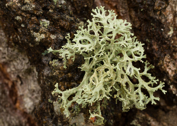 Macro photo d'un lichen sur un arbre. - Photo, image