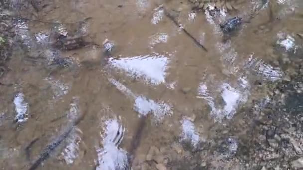 Vízjáró rovar a kristálytiszta víz felszínén - Felvétel, videó