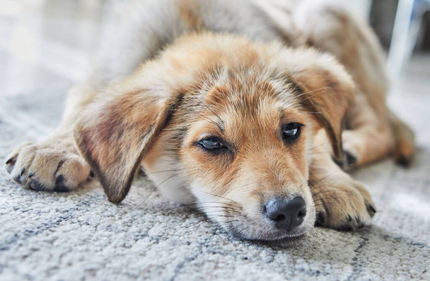 A cute ginger white puppy put his muzzle on the carpet in close-up. - Foto, immagini