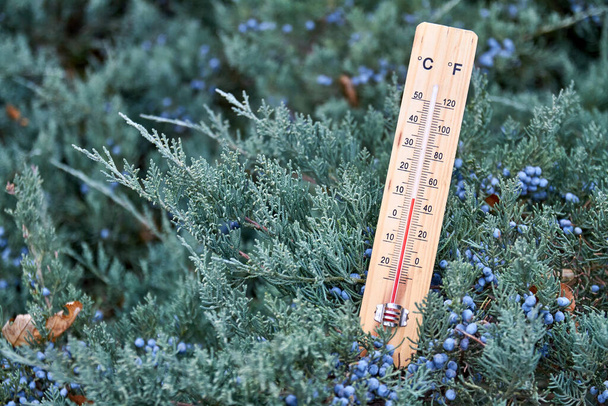 Foto in primo piano del termometro ad alcool domestico nei rami della pianta che mostra la temperatura in gradi Celsius. All'aperto. Focus ravvicinato e selettivo - Foto, immagini