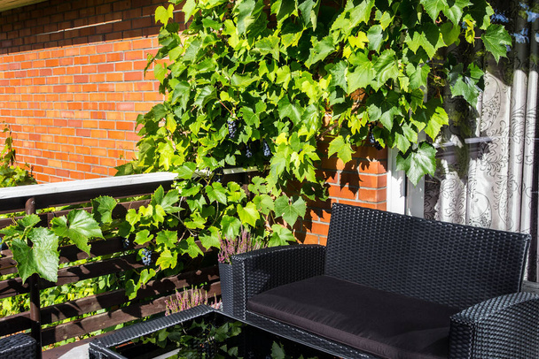 Lush grape tree with grapes berries hanging on vine on home balcony area on sunny summer day. - 写真・画像