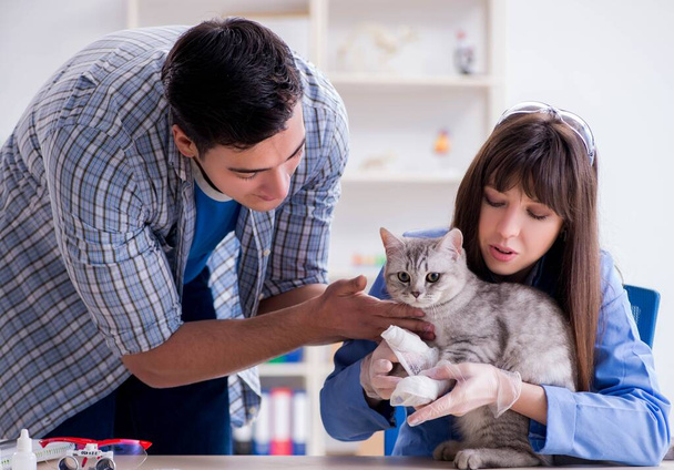 Macska vizsgálat alatt állatorvosi klinikán - Fotó, kép