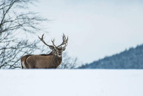 Cervo europeo nel paesaggio invernale - Foto, immagini