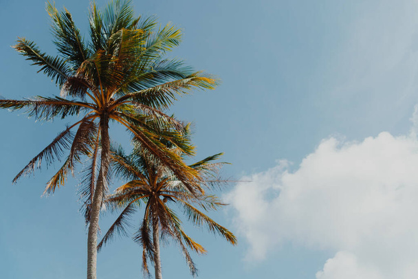 Minimum tropik hindistan cevizi palmiyesi, yazın gökyüzü arka planında. Metin koyabileceğiniz bir metin boşluğu. Klasik film renk tonu biçimi. - Fotoğraf, Görsel