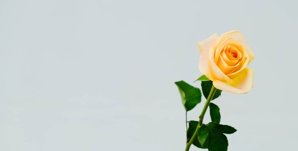 όμορφο ενιαίο κίτρινο τριαντάφυλλο σε γκρι φόντο - Φωτογραφία, εικόνα