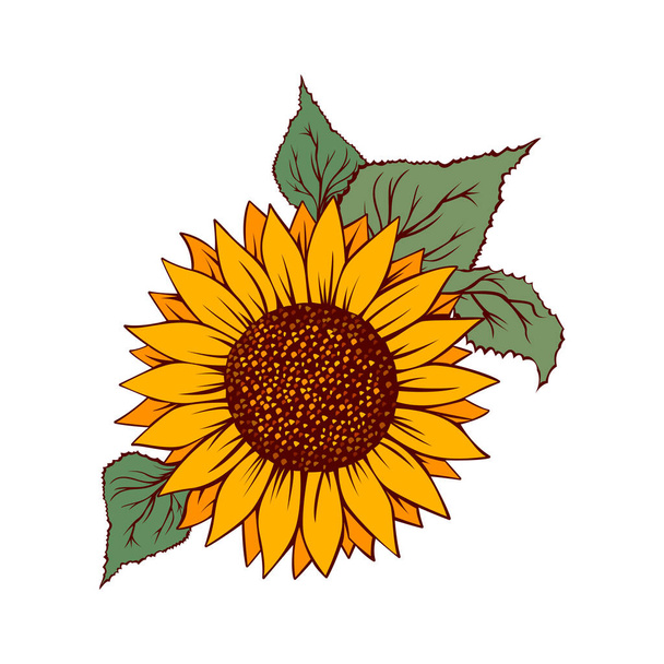 Sonnenblumenvektorillustration. Sonnenblume isoliert. Botanische florale Illustration. Gelber Sommerblumenvektor - Vektor, Bild