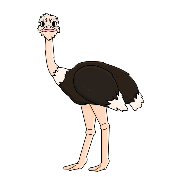 Africano lindo avestruz se coloca en dos piernas y se ve. Animal aislado sobre fondo blanco - Vector, Imagen