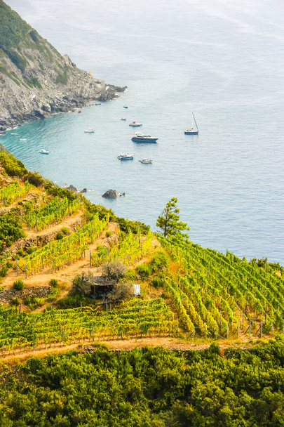 Vineyards and terraces near Manarola, Italy. - Foto, Imagem