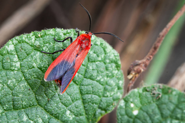kokcydia choglenowa (H. Edwards, 1886), (Ptychoglen coccinea) Czerwone skrzydlate ćmy, czarne skrzydła są na zielonych liściach w przyrodzie. - Zdjęcie, obraz