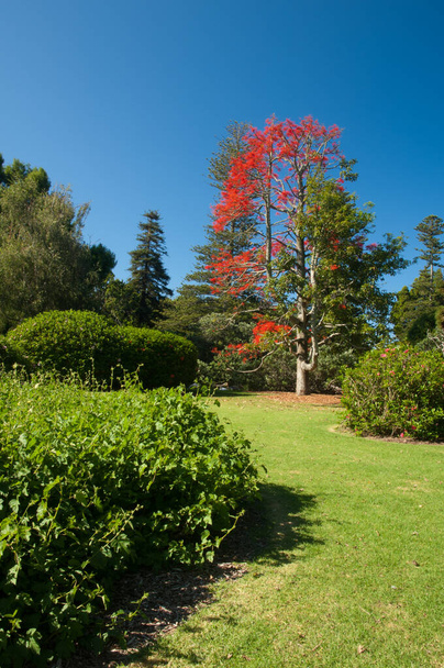Ogród z drzewem płomieniowym Illawarra w tle. - Zdjęcie, obraz