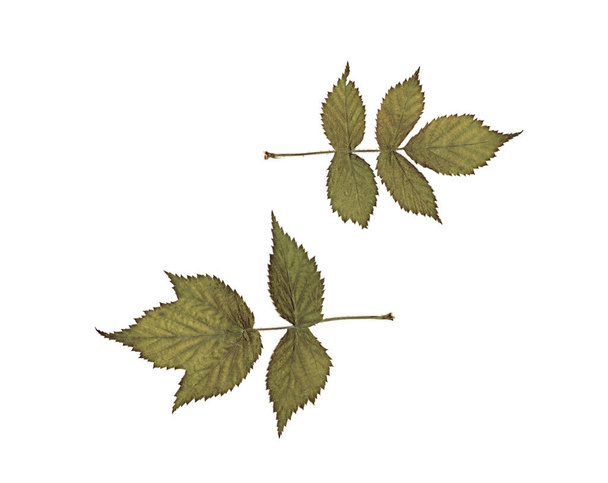 Leaves of raspberry. Herbarium. Pressed and dried herbs. Composition of the leaves on a white background. - Foto, Imagem