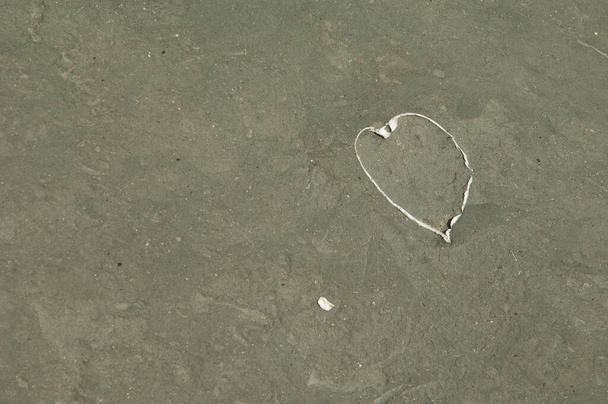 Restos de um molusco bivalves em forma de coração. - Foto, Imagem
