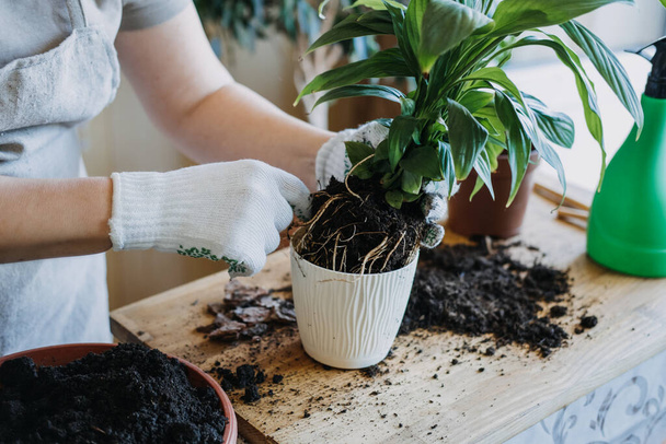 Spring Houseplant Care, Waking Up Indoor Plants for Spring. Woman is transplanting plant into new pot at home. Gardener transplant plant Spathiphyllum - 写真・画像