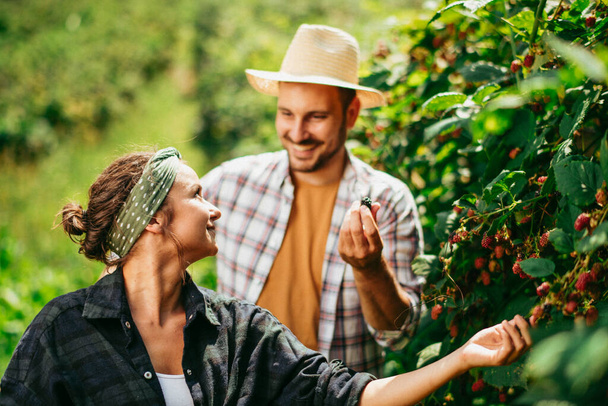 young couple harvesting blackberries in garden - Photo, Image