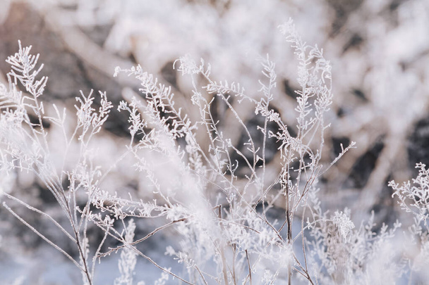 grass in the snow - Fotografie, Obrázek