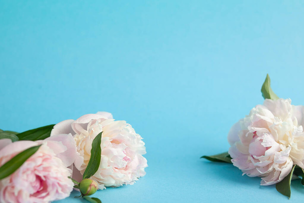 pink roses on blue background - Photo, Image