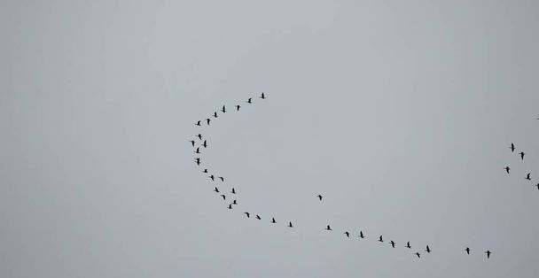 стая диких гусей летающих в V форме на голубом небе, лучшее фото - Фото, изображение
