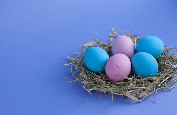 easter eggs in nest on blue background - Photo, image