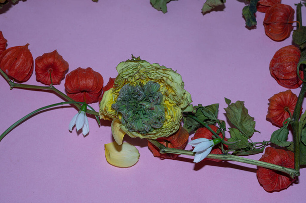 kauniit kukat värikkäällä taustalla, kesäkonsepti, lähikuva   - Valokuva, kuva