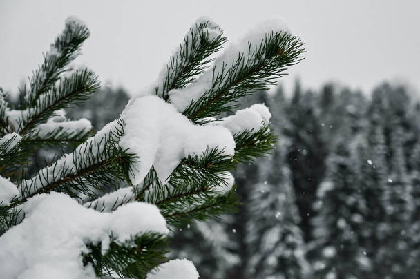 Крупный план ветки зеленой ели, покрытой снегом. Размытый лес с огромными деревьями на заднем плане. Зимний пейзаж. Снежинки в воздухе. - Фото, изображение