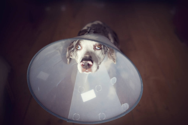Luizjana lampart pies z kołnierzem, stożek zwierząt domowych, obroża bezpieczeństwa, po operacji siedzi na drewnianej podłodze i wygląda bardzo smutno. Smutny pies z pięknymi oczami - Zdjęcie, obraz
