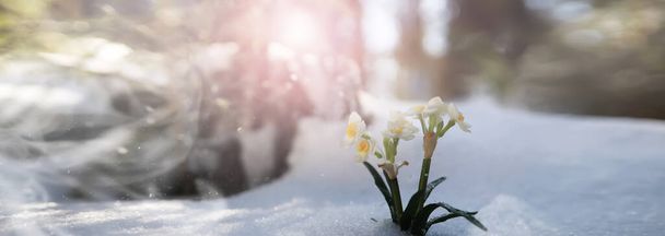 The first spring flower. Snowdrop in the forest. Spring sunny day in forest. - Fotografie, Obrázek