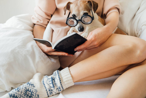 Adorable reading time in bed. Woman in pink hoodie holding book and dog on her laps in glasses reading. Warm wool soks. Long sexy slim legs. Weekend relaxed atmosphere. Enjoying chill with cute pet  - Фото, изображение