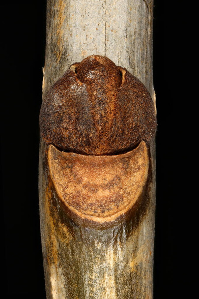 Common Ash (Fraxinus excelsior). Lateral Bud Closeup - Fotografie, Obrázek