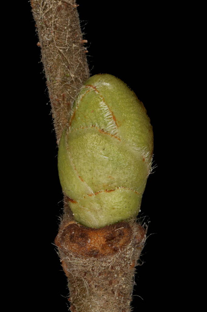 Hazel (Corylus avellana). Lateral Bud Closeup - Foto, afbeelding
