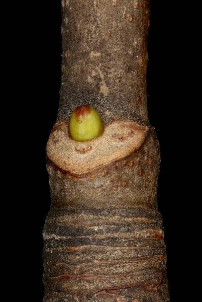 Sycamore Maple (Acer pseudoplatanus). Lateral Bud Closeup - Foto, immagini