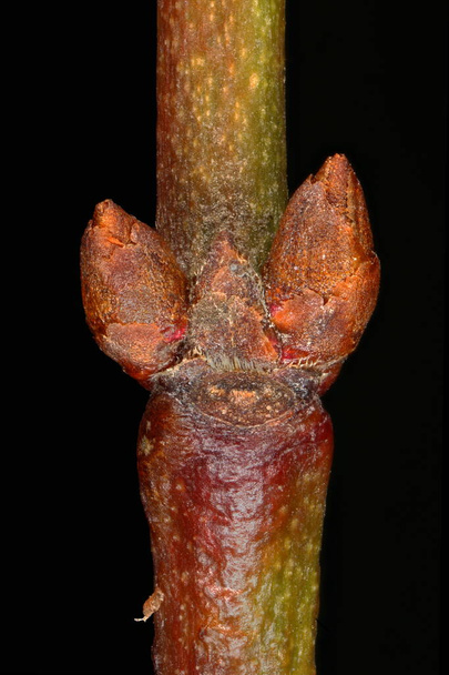 Cherry Plum (Prunus cerasifera). Lateral Buds Closeup - Foto, Imagen