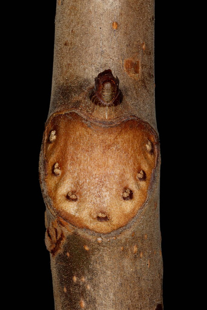 Horse-Chestnut (Aesculus hippocastanum). Lateral Bud Closeup - Fotografie, Obrázek