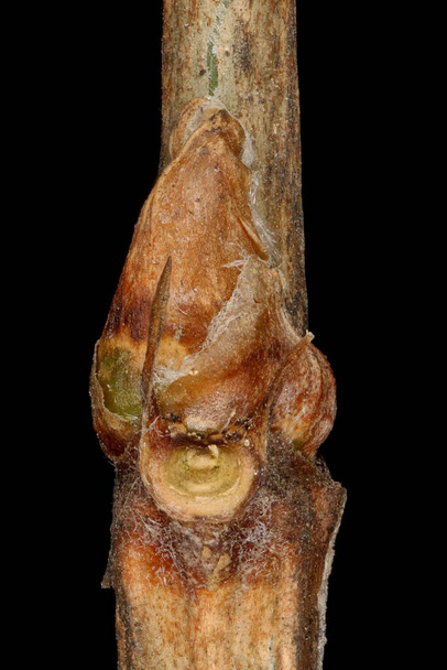 Siberian Pea-Tree (Caragana arborescens). Lateral Bud Closeup - Zdjęcie, obraz