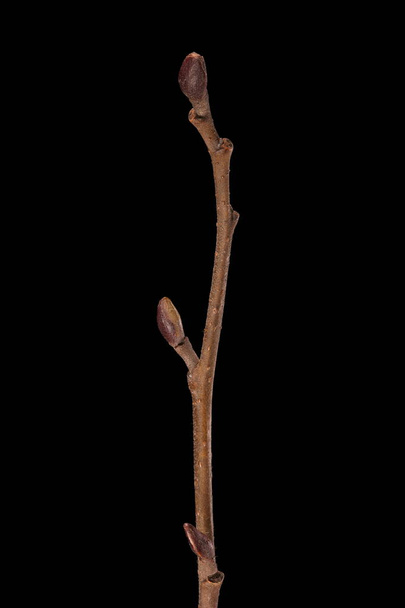Alder (Alnus glutinosa). Wintering Twig Closeup - Foto, Imagem