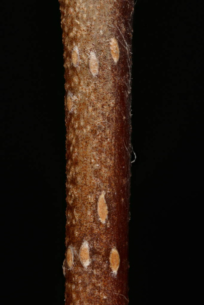 Midland Hawthorn (Crataegus laevigata). Wintering Twig Detail Closeup - Foto, immagini