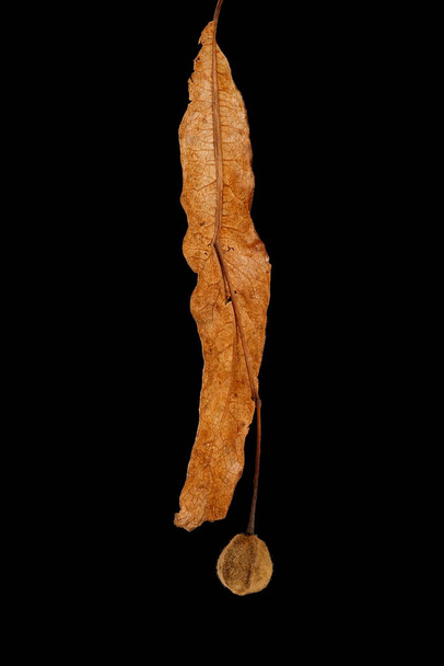 Großblättrige Linde (Tilia platyphyllos). Reife Fruchtbarkeit Nahaufnahme - Foto, Bild