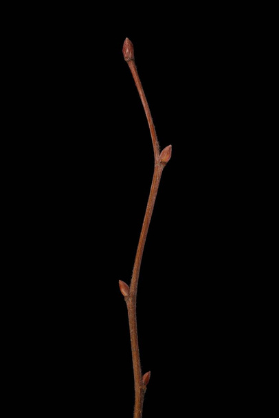 Large-Leaved Lime (Tilia platyphyllos). Wintering Twig Closeup - 写真・画像