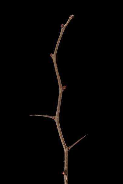 Midland Hawthorn (Crataegus laevigata). Wintering Twig Closeup - Photo, image