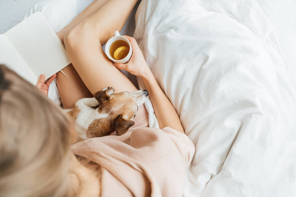 Home relaxed lazy weekend in white bed with notebook dairy. Top view blond slim fit legs woman holding cup of tea and dog on her laps Chilling with adorable small pet Pink clothes hoodie. Quarantine  - 写真・画像