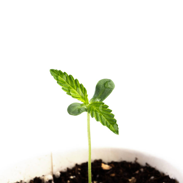 Planta de marihuana que crece de una plántula en una maceta. Plántulas jóvenes de cannabis con las primeras hojas verdaderas y cotiledóneas. - Foto, Imagen