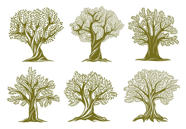 Stare ikony drzew oliwnych, wierzby lub dębu. Drzewa ze skręconym pnia i gałęzi, duża korona, zielone liście i narażone korzenie wektor zestaw. Ogród, sad rolniczy lub leśna antyczna sylwetka rośliny - Wektor, obraz