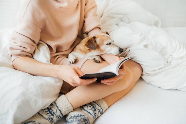 reading at home in bed with pet. Enjoying relaxed time weekend with book in comfort cozy atmosphere. Woman with slim beautiful legs having rest at home with cute Jack Russell terrier. Sleeping relaxed - Фото, изображение